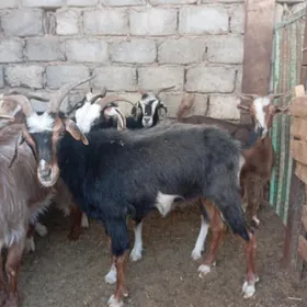 Gysyr geçi