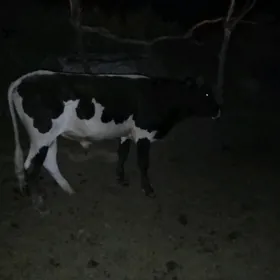 õküz