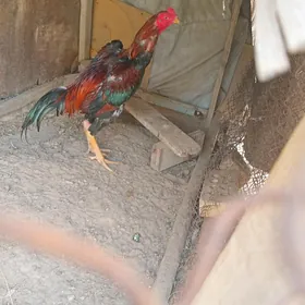 horaz