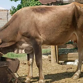 Göleli Sygyr 2 sany