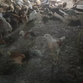 жуже