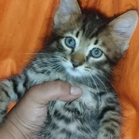 Котята