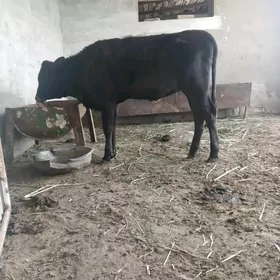 Гулажын