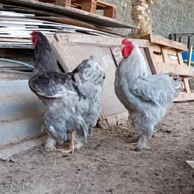 Brama juyjeler original