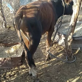 okuzce