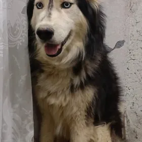 на случку