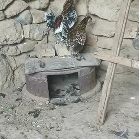 karlik towuk horaz