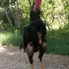 baysok horaz