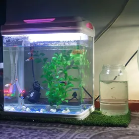 akvarium zavaskoy