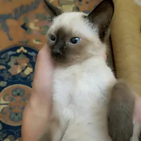 POSIK Кошка