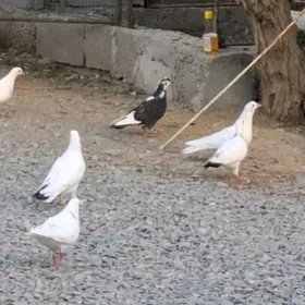 kepderi