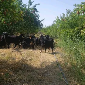 çewiş