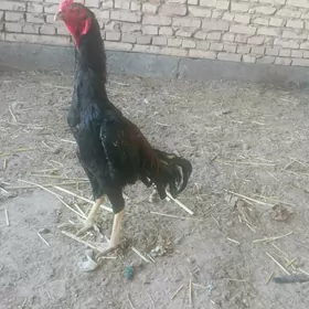 Horoz