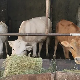 3 sany  togum tuweler