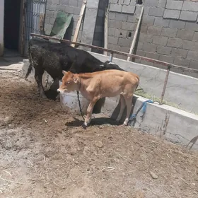 голели сыгыр