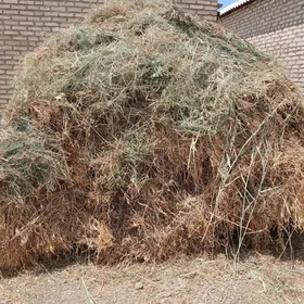 OT ÝORUNJA ARASSA