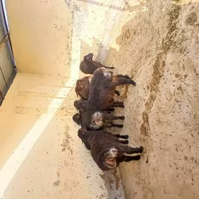 toklytokly