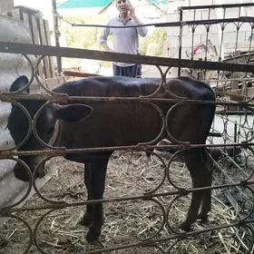 göle