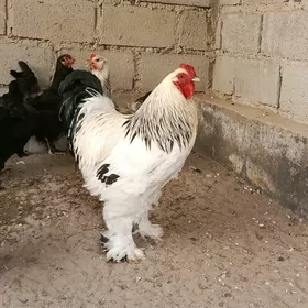 BRAMA