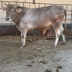 arassa bakylan öküz