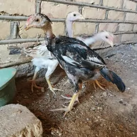 ĵüje baysow