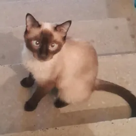 кошка