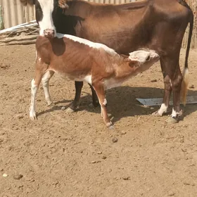 Tanaly sygyr