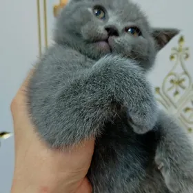 şotlandskiy pişik pişijek