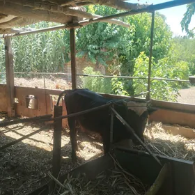 unajyn we okuzler