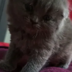 котята