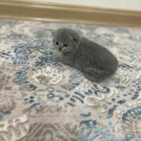 шотландские котята