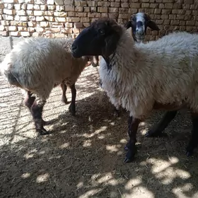 işşek