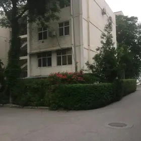 ️  ALYŞIR NOWAÝY 3 KOM  ️