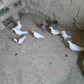 kepderi.