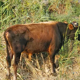 Öküz.yerli.mal