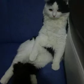 Pişik