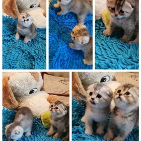 шотландские котята
