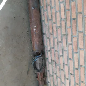 Nasos skwazny gulbini