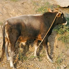 Öküz.yerli.mal