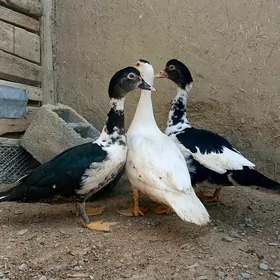 indautka ördek