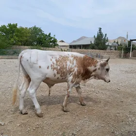 ökűz