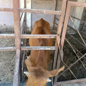 Tuwe Tuwe yŷmde duran.