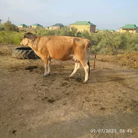 goleli sygyr