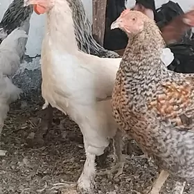 HORAZ