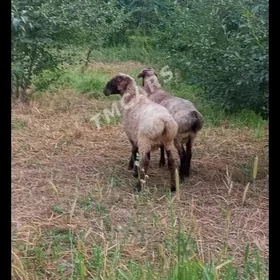 Goýun