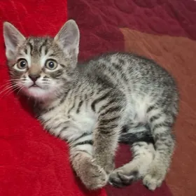 pişijek котёнок