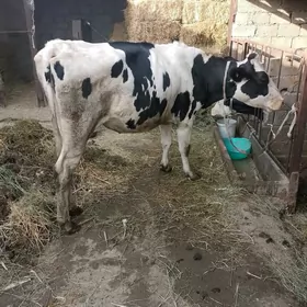Sygyr