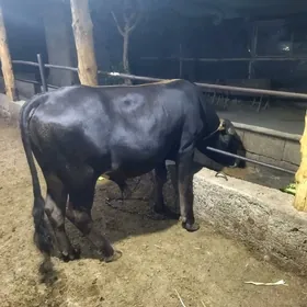 öküz
