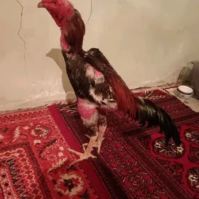 Samo karey