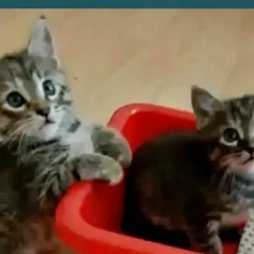 отдам котят